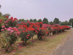-南阳建业森林半岛假日酒店