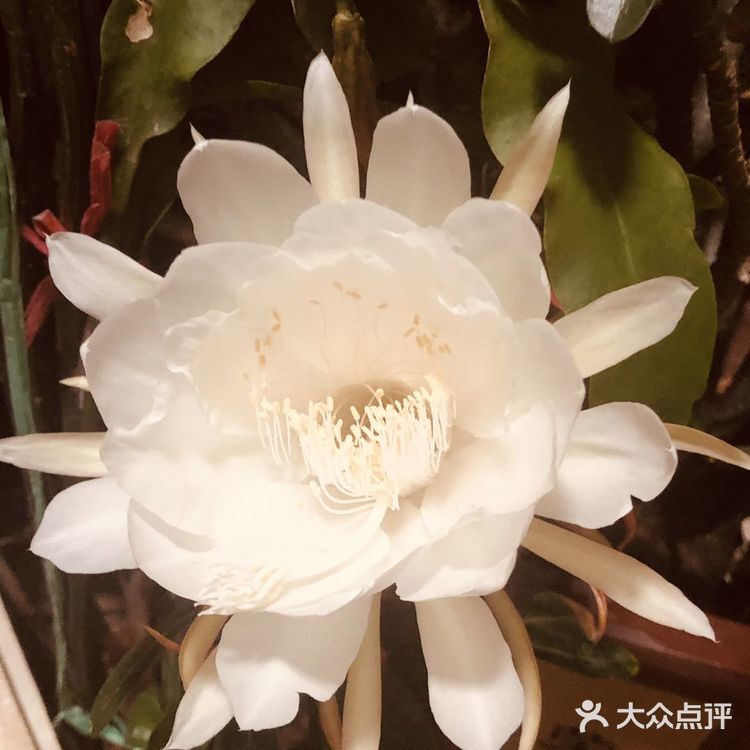 我家阳台的花🌸