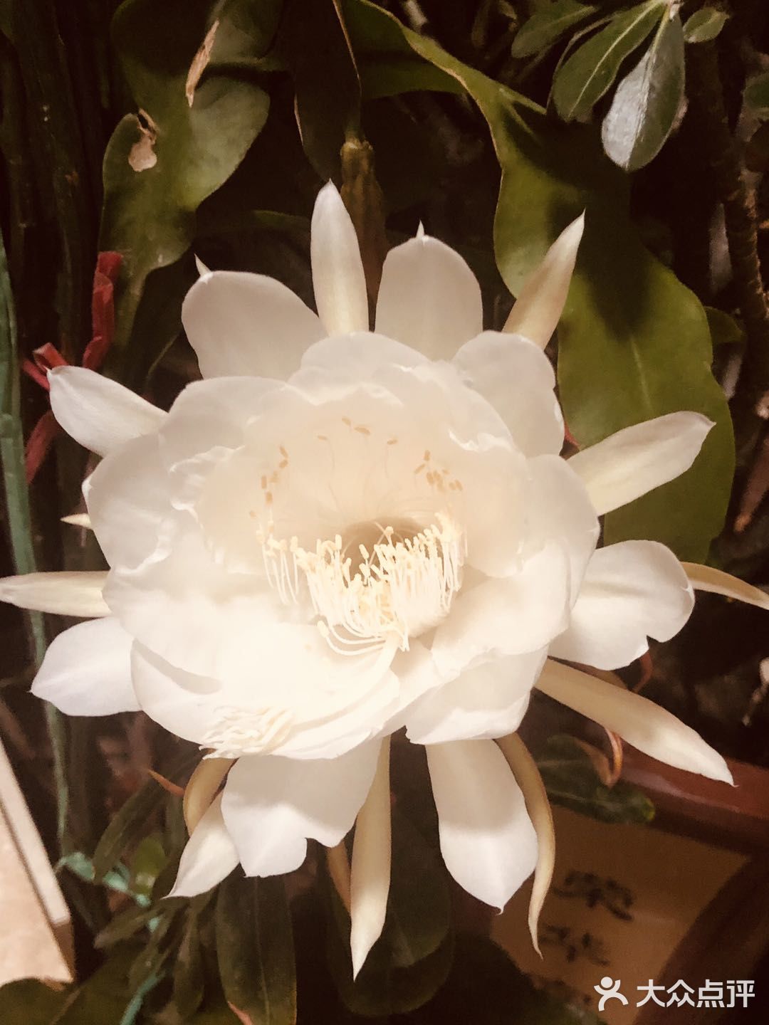 我家阳台的花🌸