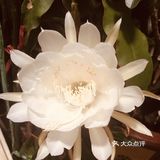 我家阳台的花🌸