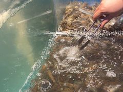 -曼格活海鲜·牛排自助(光明蓝鲸店)