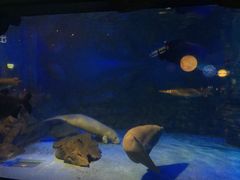 -烟台海昌鲸鲨海洋公园