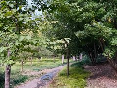 -莲花池公园