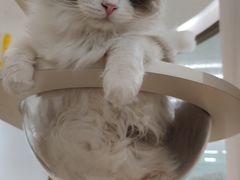 -1013 PET SHOP精品宠物商店(丁香店)