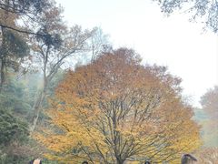 -岳麓山风景名胜区