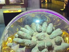 -诸城市恐龙博物馆