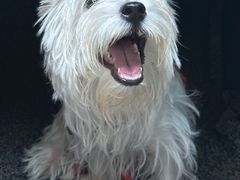 -宠爱国际动物医院· 猫科· 外科·中兽医(长白店)