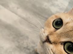-楼上猫咖(罗湖店)