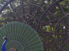 -呀路古热带植物园
