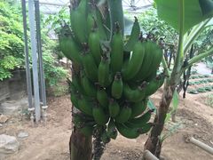 -兰陵国家农业公园