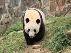 -都江堰中华大熊猫苑