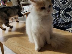 -平行世界·猫咖(首经贸店)
