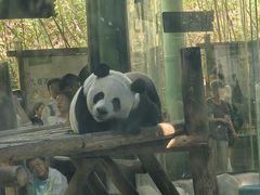 -栾川竹海野生动物园