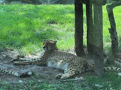 -北京野生动物园