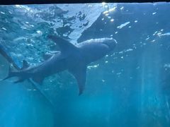 -北戴河圣蓝海洋公园