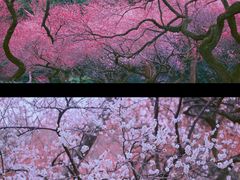 -杭州植物园