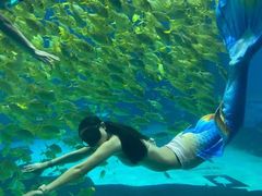 -三亚海昌梦幻海洋不夜城