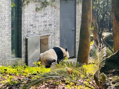 -都江堰中华大熊猫苑