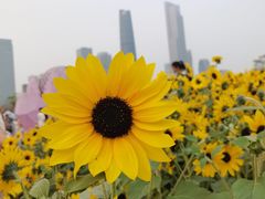 -海心沙亚运公园