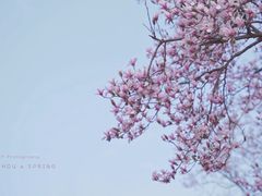 -杭州植物园