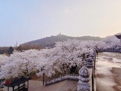 -苏州上方山国家森林公园