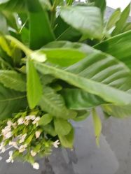 -HEYAN荷妍专业脱毛连锁机构