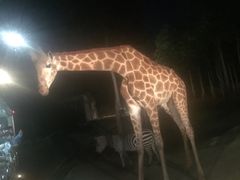 -清迈夜间动物园