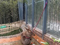 -栾川竹海野生动物园