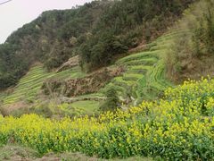-灵山景区梯田