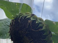 -马陆小张葡萄园农家乐