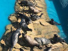 -秦皇岛乐岛海洋王国