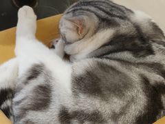 -平行世界·猫咖(首经贸店)