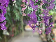 -呀路古热带植物园