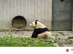 -卧龙中华大熊猫苑神树坪基地