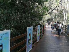 -野象谷景区