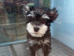 -FAELING PETS美天灵宠物(合生汇店)