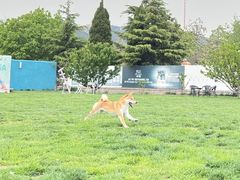 -趣玩宠物乐园寄养训犬训狗游泳池