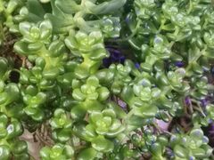 -山菌美食苑(振兴路店)