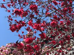 -万源龙顺度假庄园生态观光园