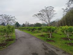 -中国科学院西双版纳热带植物园