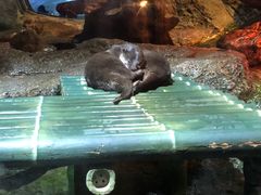 -暹罗海洋世界