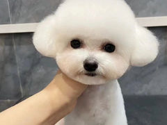 -唐小姐の猫狗洗护·购宠旗舰店(周浦万达店)