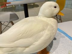 -RU DUCK柯尔鸭公社·撸鸭俱乐部·羊驼·小香猪
