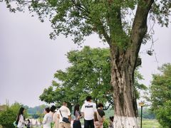 -梁子湖东篱老屋生态庄园