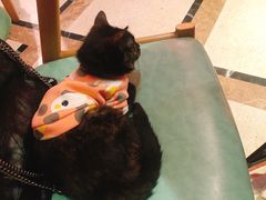 -猫色咖啡·猫咖