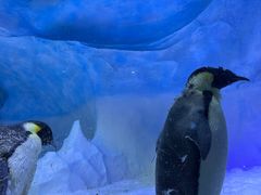 -海合安成都极地海洋公园
