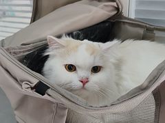 -瑞派福兴宠物医院犬猫全科·骨科·中西医结合(河东店)