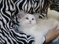 -lincat·猫舍(广州店)