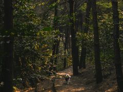 -铁山坪森林公园