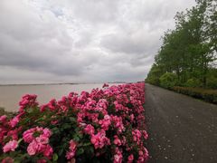-上海滨江森林公园